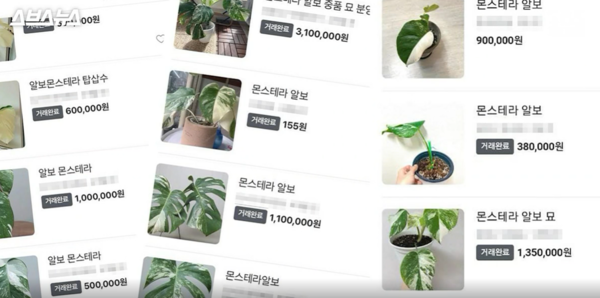 '식테크'를 통해 높은 가격으로 거래되는 식물 삽수(사진출처:SBS 스브스뉴스 캡처)