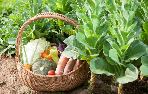 간편함과 독특함 사소함까지 갖춘 구독 서비스 (사진출처 : 이미지 투데이)