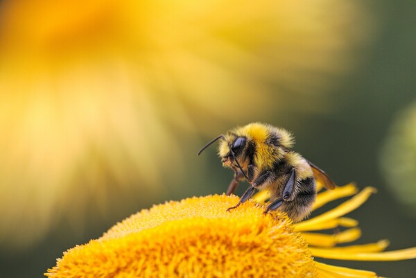2022년 사라져버린 몇억 마리의 벌 (사진출처: Unsplash)