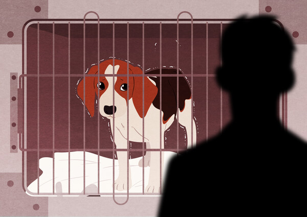 반려가구가 증가함에 따라 점점 증가하고 있는 동물학대 (사진출처: 이미지투데이)