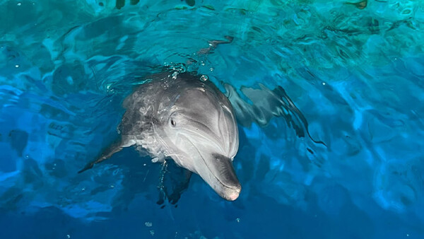 17년만에 바다로 돌아갈 준비를 하고 있는 '비봉이' (사진출처: 해양수산부)