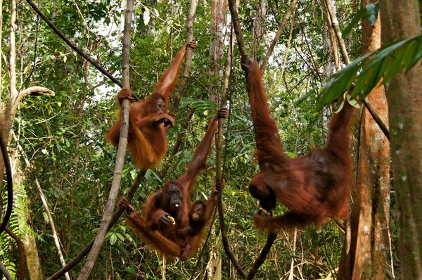 야생 오랑우탄의 마지막 서식지인 보르네오섬(사진출처: 이든)