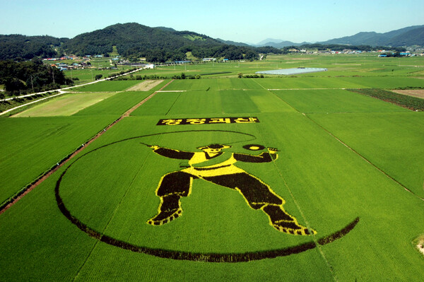 괴산의 관광 명소인 유색벼 논그림 (이미지 출처:괴산군청)