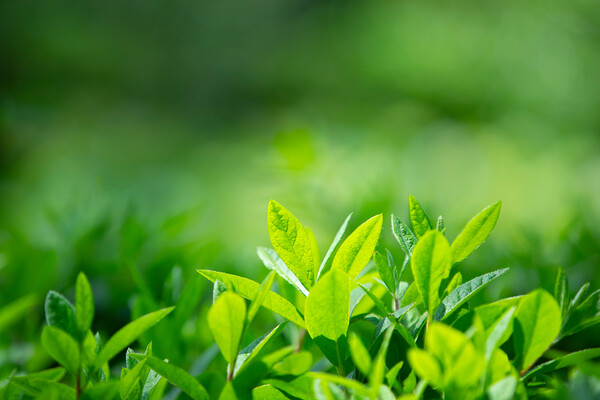 지난 7월 6일에 원자력 발전을 유럽 연합의 그린 택소노미에 포함시키며 국내에 관심을 가져왔다 (출처: 이미지투데이)