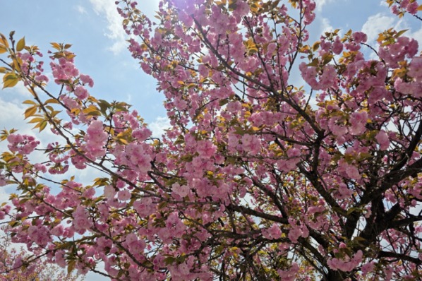 만개한 미사경정공원 겹벚꽃 [제공: 한국체육산업개발]