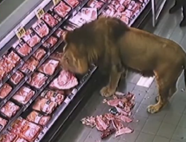 남아프리카 한 마트에서 사자가 고기를 먹는 AI 영상[출처: X(전 트위터)갈무리]